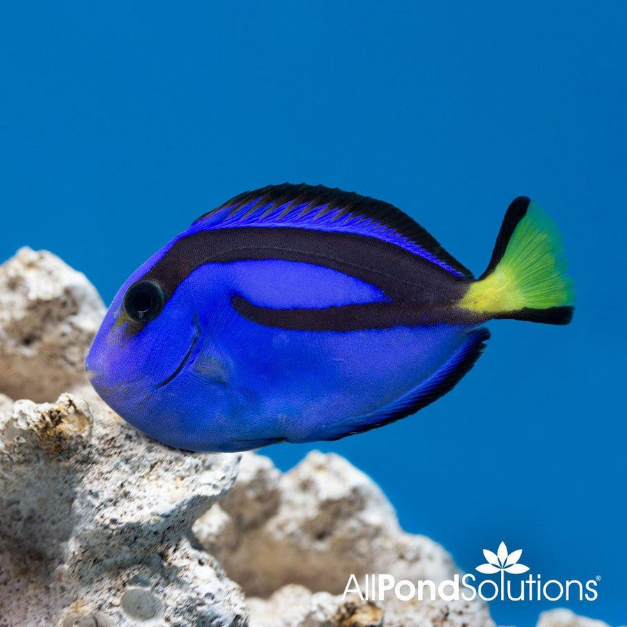 Blue Tang - Paracanthurus hepatus - AllPondSolutions