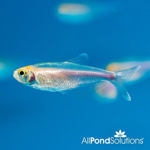Blue Tetra - Boehlkea fredcochui - AllPondSolutions