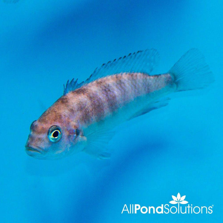 Blue Zebra Mbuna - Pseudotropheus zebra blue - AllPondSolutions