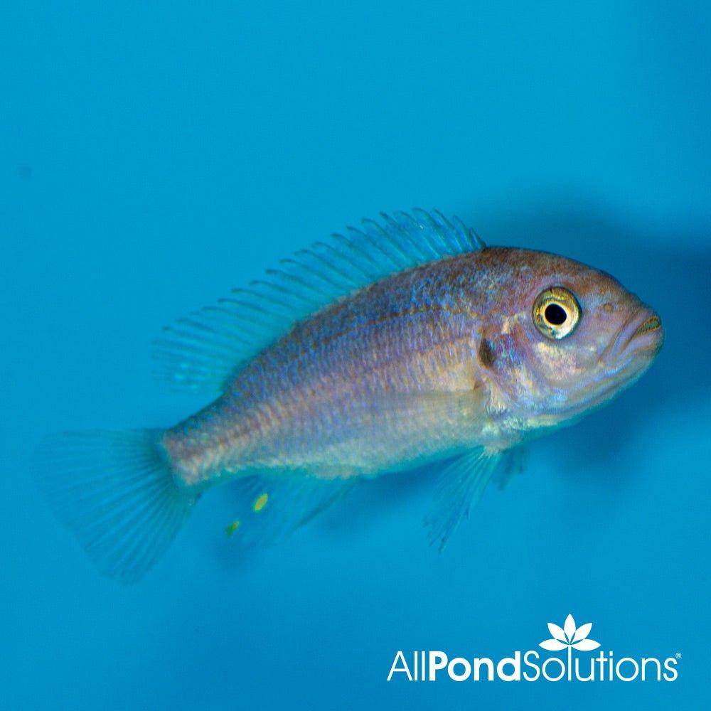 Blue Zebra Mbuna - Pseudotropheus zebra blue - AllPondSolutions