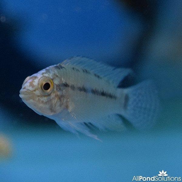 Borelli Dwarf Cichlid - Apistogramma Borellii - AllPondSolutions