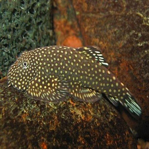 Borneo Sucking Loach - AllPondSolutions