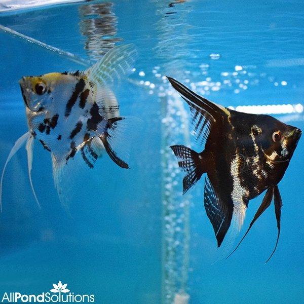 Breeding Pair of Marbled Angel Fish - Pterophyllum Scalare - AllPondSolutions