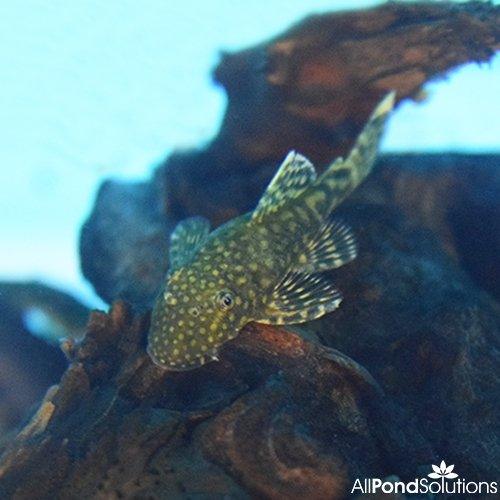 Bristlenose Pleco - Ancistrus sp. - AllPondSolutions