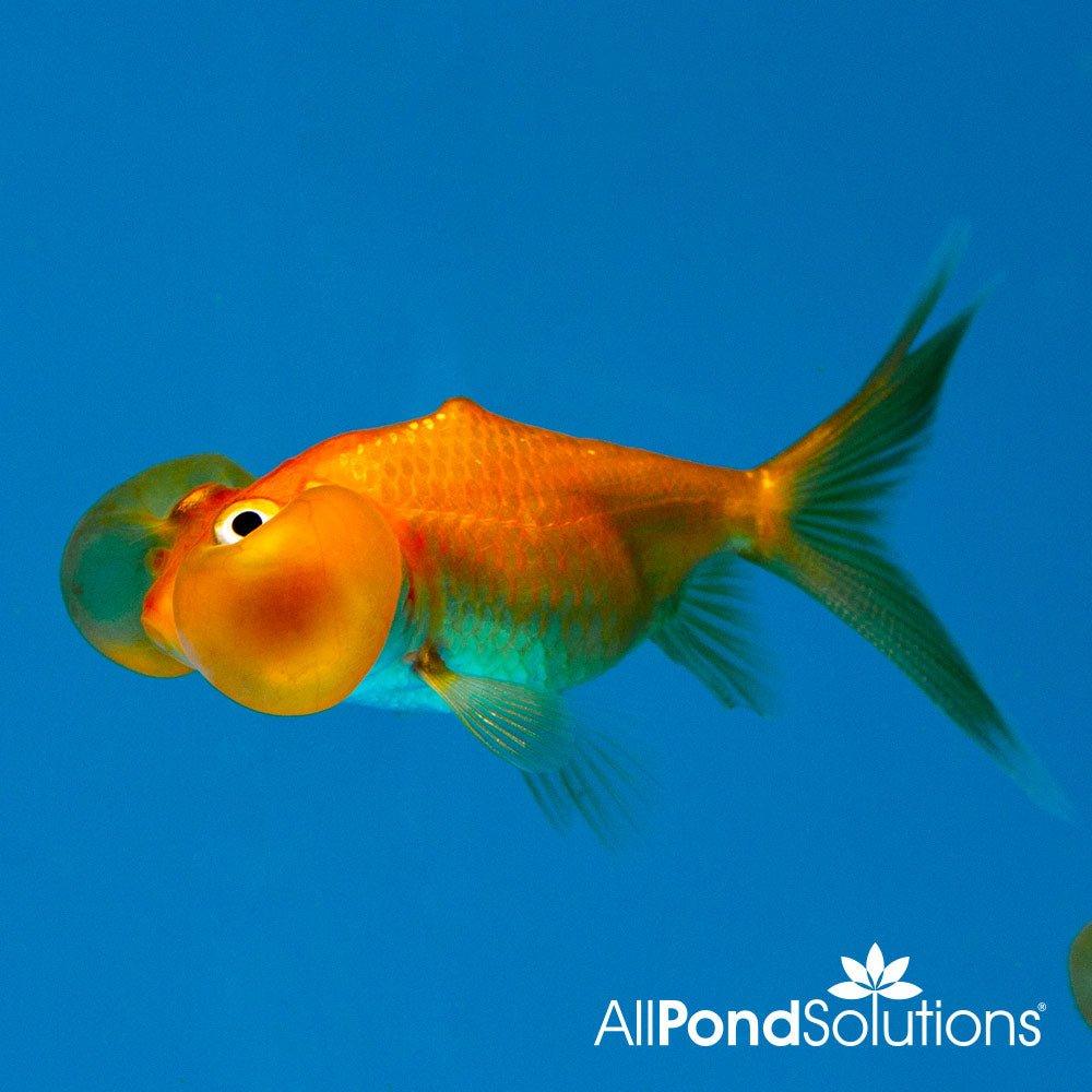 Bubble Eye Goldfish - Carassius auratus - AllPondSolutions