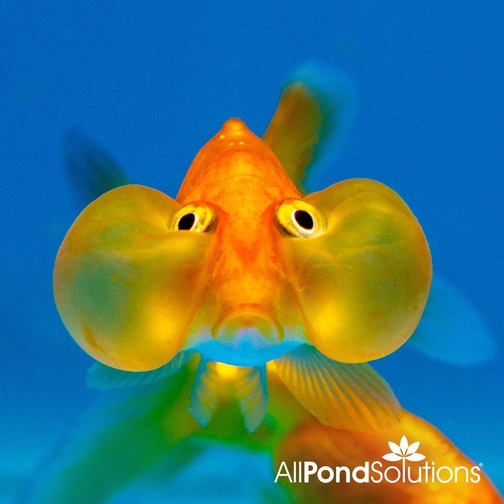 Bubble Eye Goldfish - Carassius auratus - AllPondSolutions