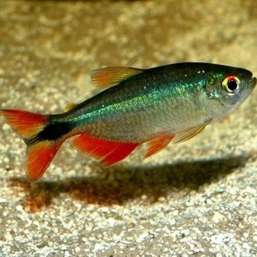 Buenos Aires Tetra