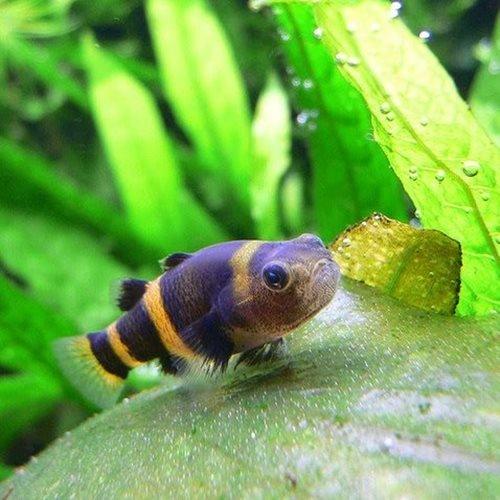 Bumble Bee Goby - AllPondSolutions
