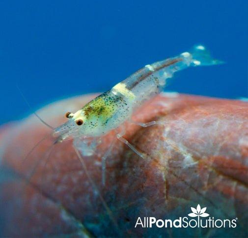 Bumble Bee Shrimp - Caridina cf. Breviata - AllPondSolutions