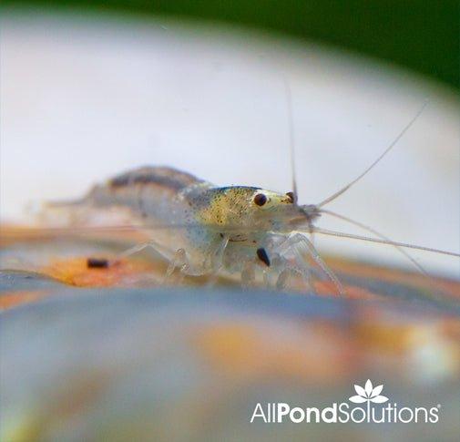 Bumble Bee Shrimp - Caridina cf. Breviata - AllPondSolutions
