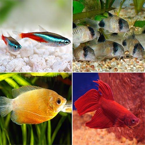 Bundle 1 -Tetra, Corydoras, Gourami & a Male Fighter - AllPondSolutions