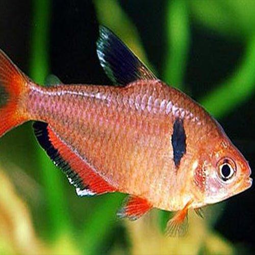 Bundle 11 - Serpae Tetra x 25 - AllPondSolutions