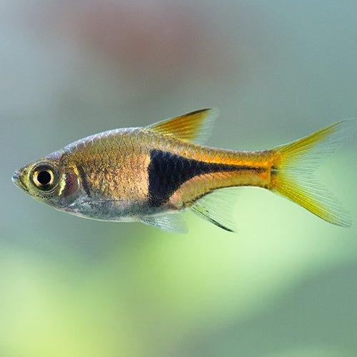 Bundle 12 - Harlequin Rasbora x 25 - AllPondSolutions