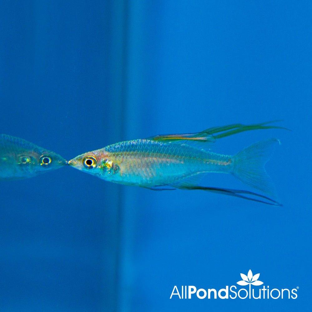 Bundle 13 - Threadfin Rainbow x 30 - AllPondSolutions