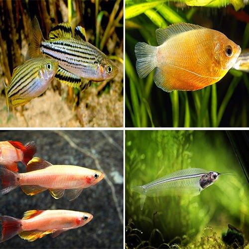 Bundle 16 Gourami, Minnow, Catfish, Tetra, Molly & Angelfish - AllPondSolutions