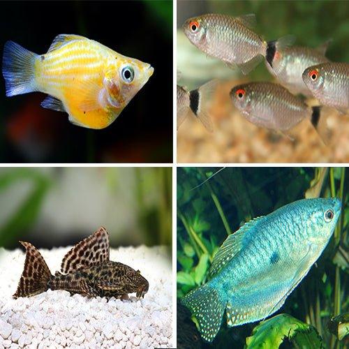 Bundle 17 Molly, Tetra, Gourami, Catfish - AllPondSolutions