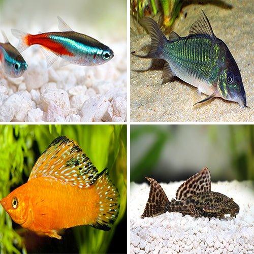 Bundle 18 Molly, Tetra, Plecostomus, Corydoras & Rainbows - AllPondSolutions