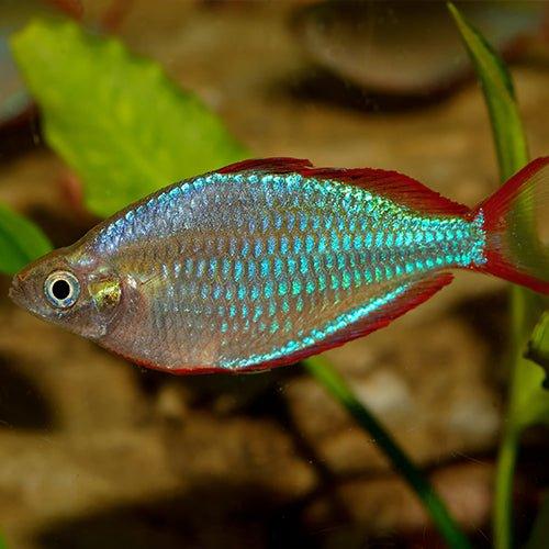 Bundle 19 - Neon Dwarf Rainbows x 15 - AllPondSolutions