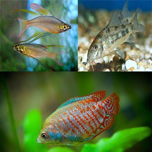 Bundle 2 - Includes Rainbows, Gourami and Corydoras - AllPondSolutions