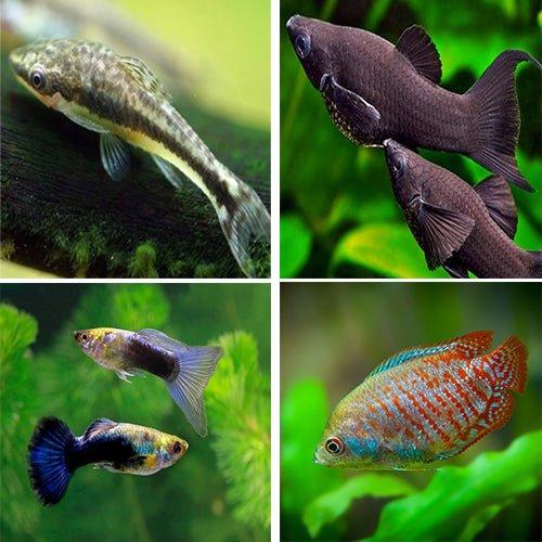 Bundle 21 - Includes Otocinclus, Guppy, Molly and Gourami - AllPondSolutions