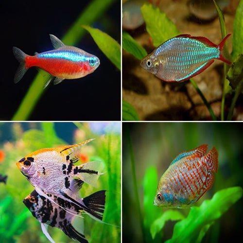 Bundle 3 - Includes Tetra, Rainbows, Angelfish and Gourami - AllPondSolutions