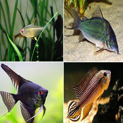 Bundle 4 Tetra, Corydoras, Angelfish & Apistogramma agassizi - AllPondSolutions