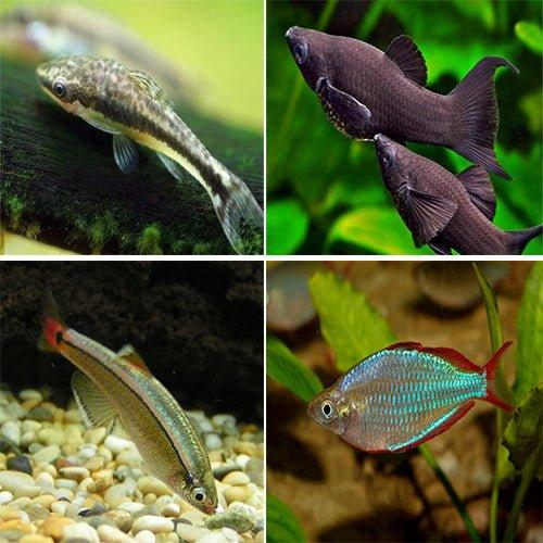 Bundle 5 - Includes Otocinclus, Molly, Minnow and Rainbows - AllPondSolutions