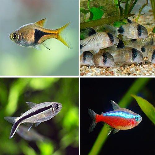 Bundle 6 - Includes Rasbora, Corydoras, and Tetra - AllPondSolutions