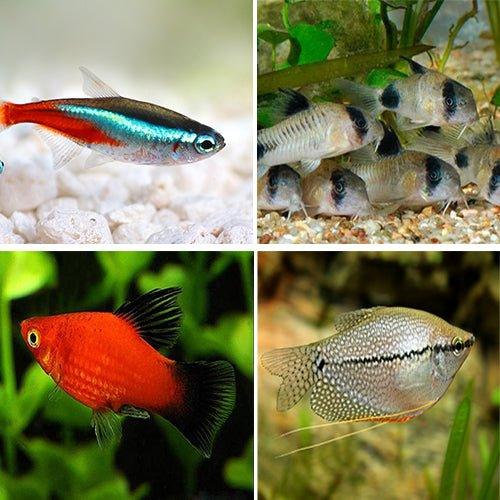 Bundle 7 Tetra, Corydoras, Gourami & Assorted Platy - AllPondSolutions