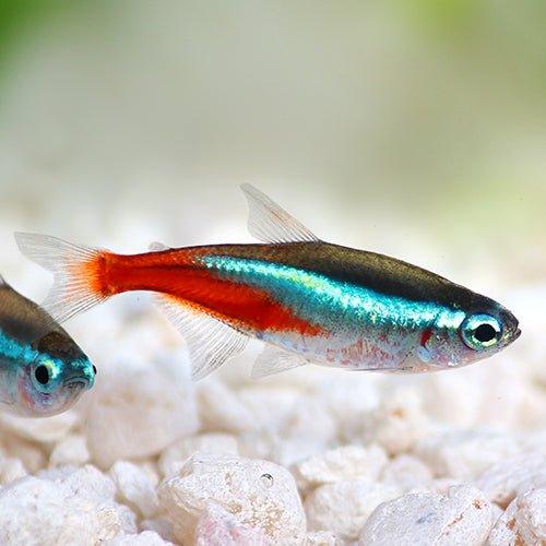 Bundle 8 - Neon Tetra x 40 - AllPondSolutions