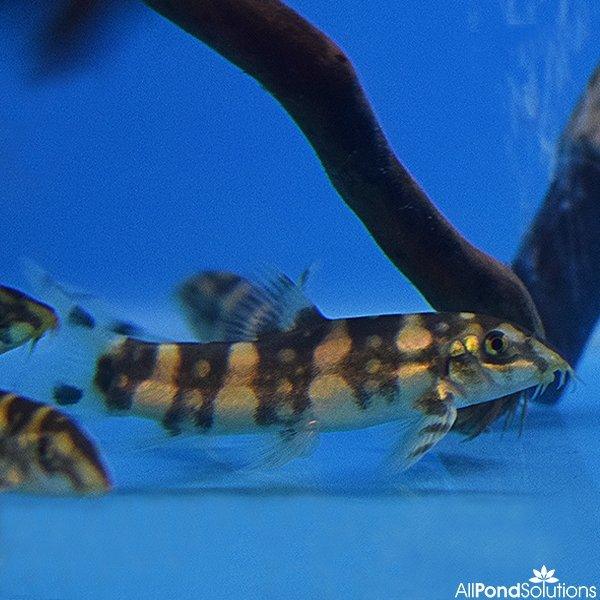 Burmese Border Loach - Botia kubotai - AllPondSolutions