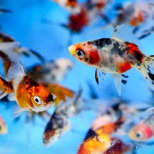 Calico Fantails - Carassius auratus - AllPondSolutions