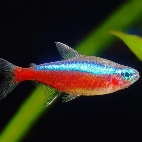 Cardinal Tetra - Paracheirodon axelrodi