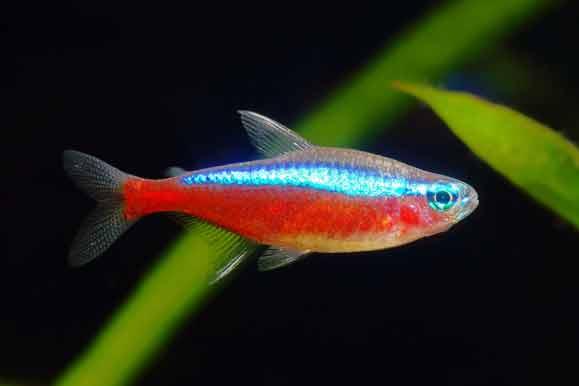 Cardinal Tetra - Paracheirodon axelrodi - AllPondSolutions