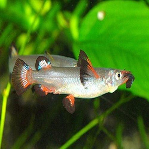 Celebes Half Beak - Nomorhamphus liemi liemi - AllPondSolutions