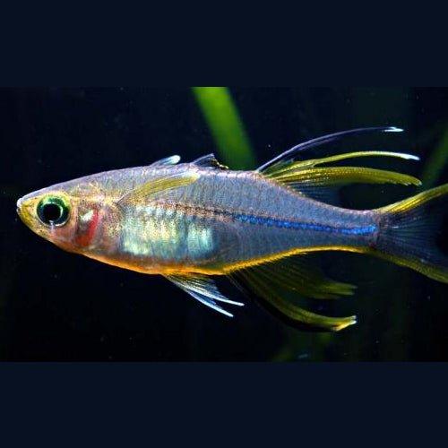 Celebes Rainbow - Telmatherina ladigesi - AllPondSolutions