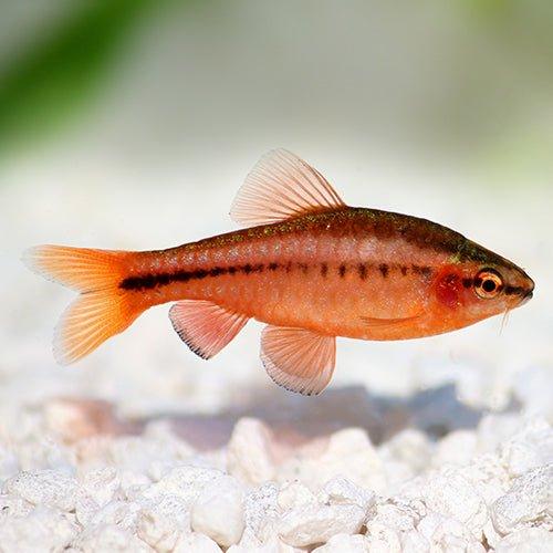 Cherry Barb - Pethia padamya - AllPondSolutions