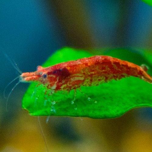 Cherry Shrimp - AllPondSolutions