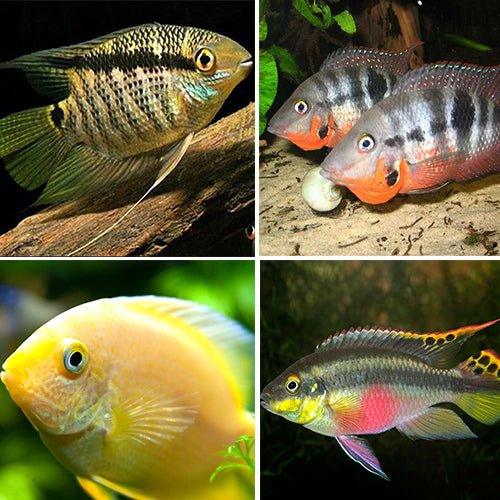 Cichlid Bundle 1 Flag, Firemouth, Kribensis & Severum - AllPondSolutions