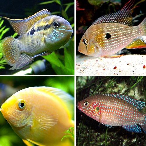 Cichlid Bundle 2 Jewel, Blue Acara, Threadfin & Severums - AllPondSolutions