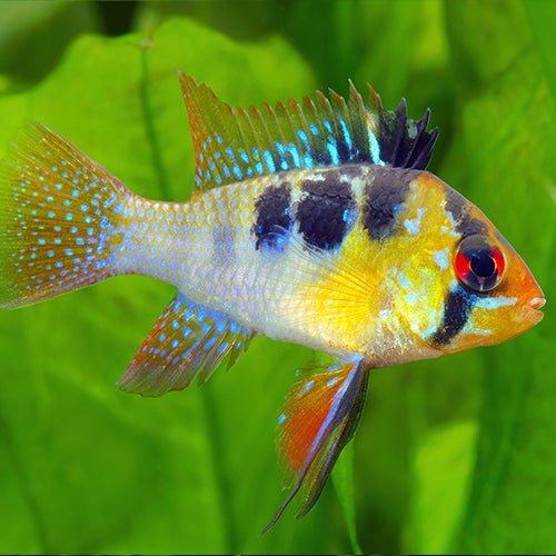 Cichlid Bundle 3 - Includes 8 x Rams - AllPondSolutions