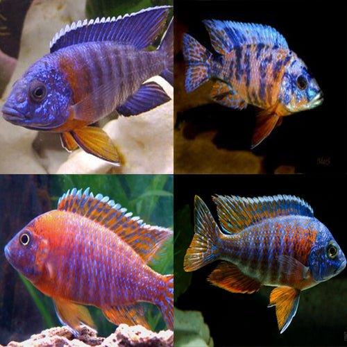 Cichlid Bundle 4 Haplochromis, Aulonocara, Labs - AllPondSolutions