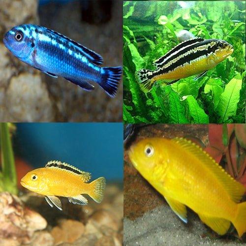 Cichlid Bundle 7 - Includes 12 x Assorted Malawi - AllPondSolutions