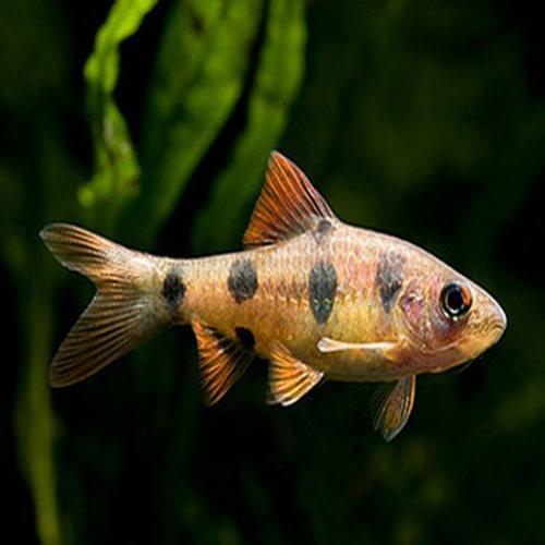 Clown Barb - Barbodes everetti - AllPondSolutions