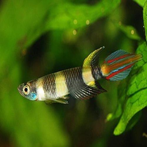 Clown Killifish - Epiplatys annulatus - AllPondSolutions