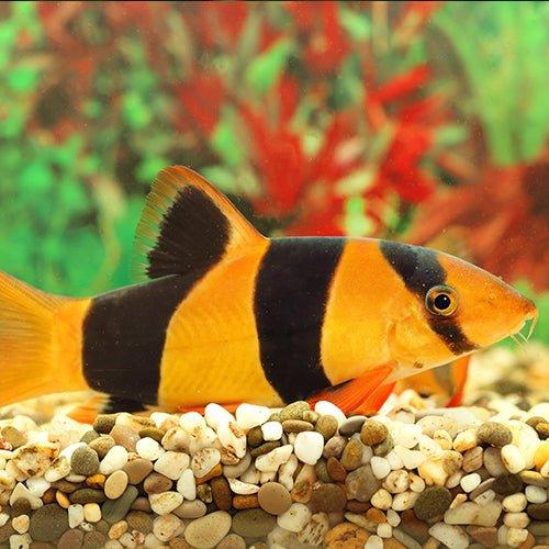 Clown Loach - AllPondSolutions