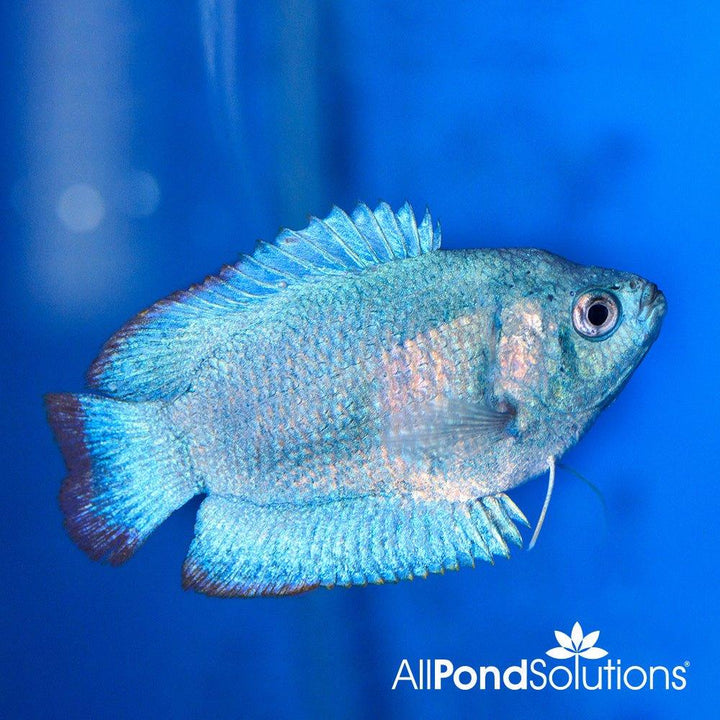 Cobalt Blue Gourami - Trichogaster lalius - AllPondSolutions