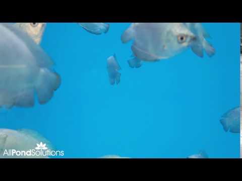 Cobalt Blue Gourami - Trichogaster lalius - AllPondSolutions