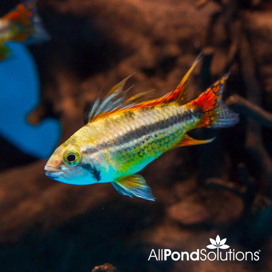 Cockatoo Cichlid - Apistogramma cacatuoides - AllPondSolutions