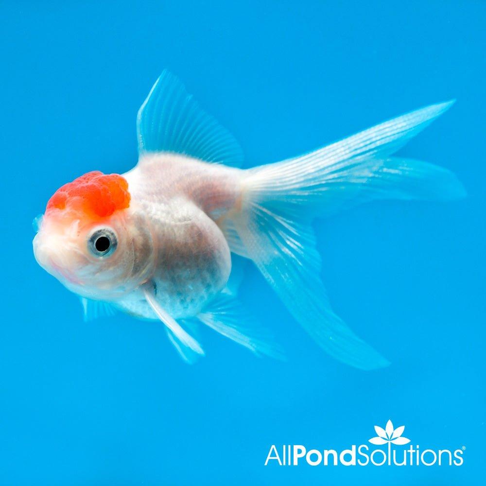 Cold Water - Contains Black Moor and Red Cap Oranda - AllPondSolutions